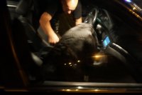 Pies "Koks" ze swoim przewodnikiem przeszukuje samochód