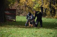 Przewodnik i pies policyjny ćwiczą z tzw. pozorantem - policjantem w specjalnym ubraniu ochronnym.