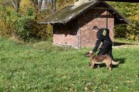 Przewodnik trzyma policyjnego psa na smyczy.