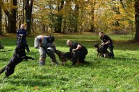 Policjanci z psami służbowymi ćwiczą zatrzymanie niebezpiecznego przestępcy. Psy doskakują do pozoranta, czyli policjanta w specjalnym ubraniu ochronnym.