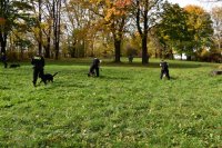 Przewodnicy z psami służbowymi stoją w szyku, na drugim planie pozorant udający przestępce.