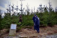 Policjanci ze Strażnikiem Leśnym kontrolują szkółkę drzewek choinkowych.